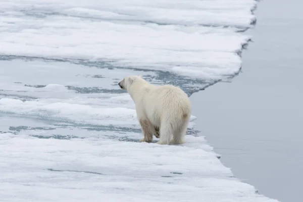 Jegesmedve Ursus Maritimus Folyik Jégtáblák Északra Spitsbergen Szigeten Svalbard — Stock Fotó