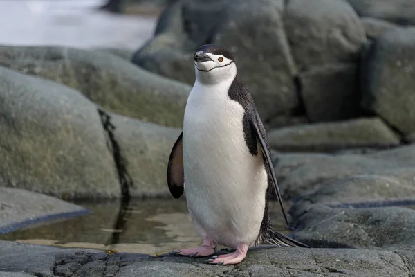 アゴヒゲ ペンギンの岩の上をクローズ アップ — ストック写真