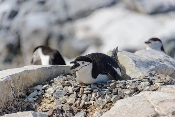 Pingouin Chinstrap Posé Sur Roche Antarctique — Photo