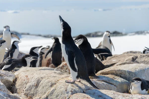 Παλιόσπιτο Πιγκουίνος Στην Παραλία Στην Ανταρκτική — Φωτογραφία Αρχείου