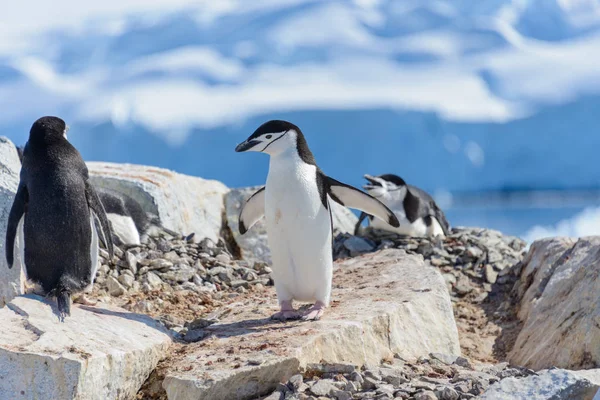 Pingouin Chinstrap Sur Plage Antarctique — Photo