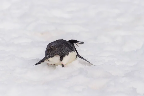 Állszíjas Pingvin Kúszik — Stock Fotó