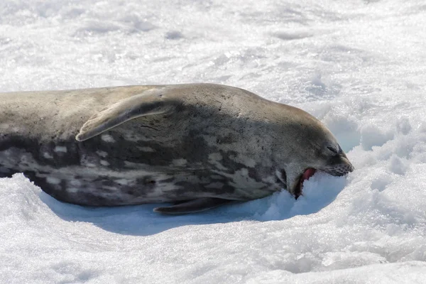 Phoque Léopard Sur Plage Avec Neige Antarctique — Photo