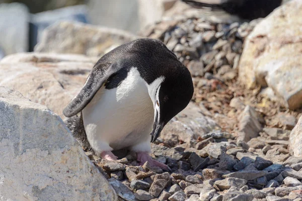 南极海滩上的中国企鹅 — 图库照片