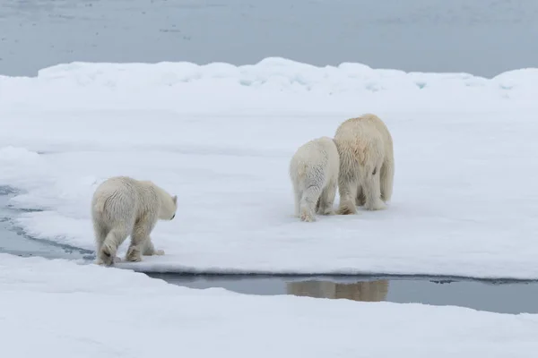 Polar Bear Ursus Maritimus Mother Twin Cubs Pack Ice North — Stock Photo, Image