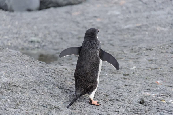 Pinguim Adelie Indo Para Praia Antártida — Fotografia de Stock