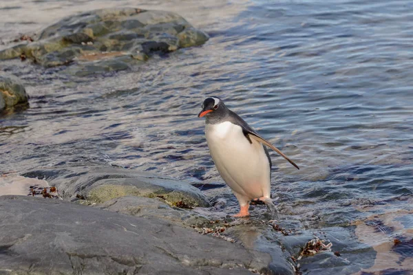 Gentoo Pingouin Dans Eau — Photo