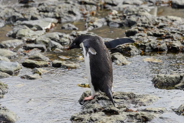 Gentoo Pingouin Sur Plage Antarctique — Photo