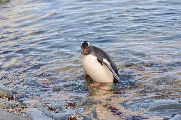 Gentoo Pingouin Dans Eau — Photo