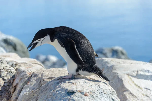 Pinguim Chinstrap Praia Antártida — Fotografia de Stock