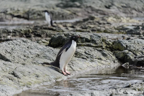 Pinguïns Bij Natuur Habitat — Stockfoto