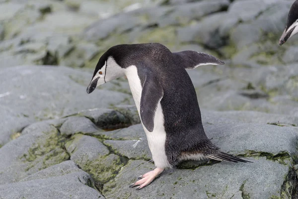 Chinstrap Pingüino Nieve Antártida —  Fotos de Stock