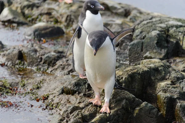 Pinguïns Bij Natuur Habitat — Stockfoto