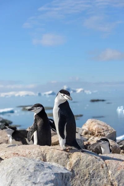 Антарктичний Пінгвін Пляжі Антарктиді — стокове фото