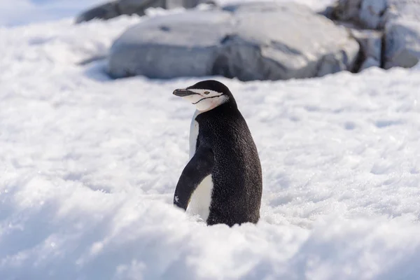 Pinguino Chinstrap Sulla Neve Antartide — Foto Stock