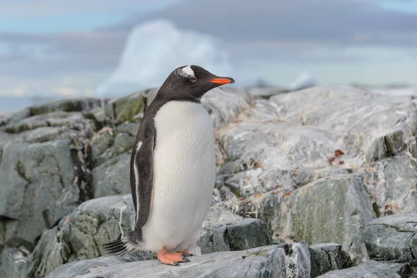 Ezelspinguïn Sneeuw Antarctische Wateren — Stockfoto