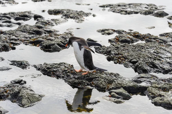 Gentoo Pingouin Sur Plage Antarctique — Photo