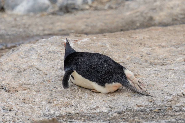 Pinguim Adelie Deitado Praia Antártida — Fotografia de Stock
