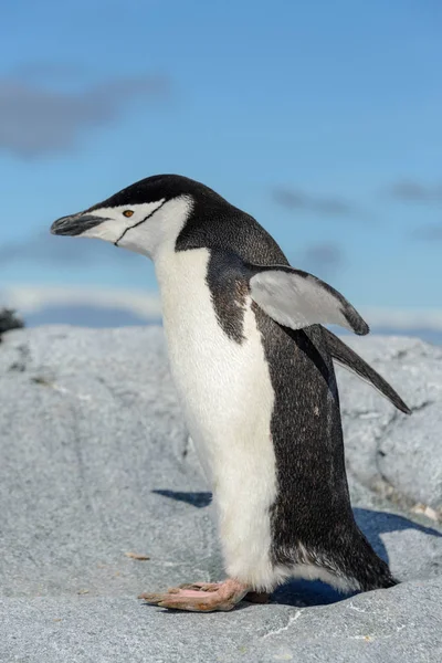 Miğfer Penguen Antarktika Daki Sahilde — Stok fotoğraf