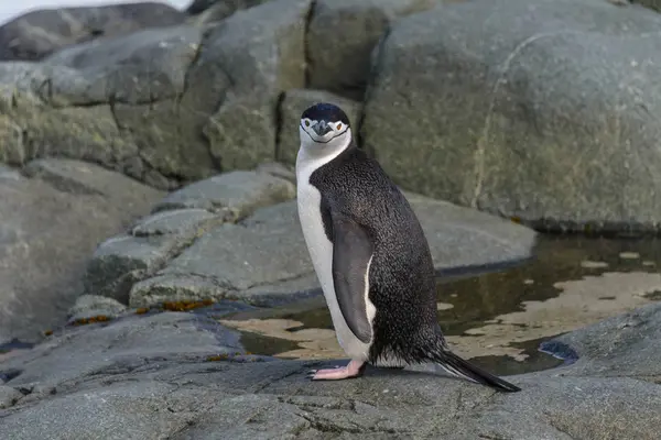 Chinstrap Pingüino Roca Cerca —  Fotos de Stock