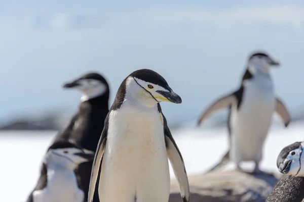 Hakband Pingvin Stranden Antarktis Närbild — Stockfoto