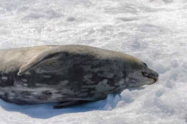 Zeeluipaard Strand Met Sneeuw Antarctica — Stockfoto