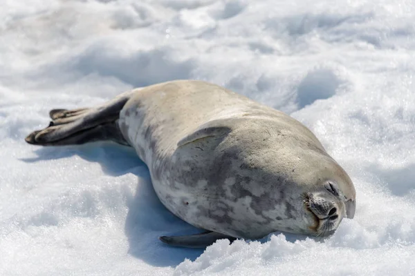 Leopard seal on beach with snow in Antarctica