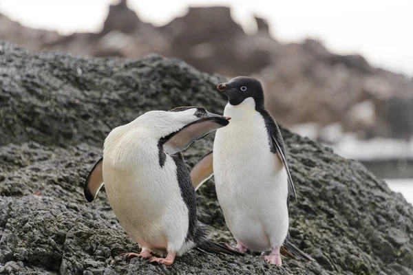 Deux Pingouins Adelie Debout Sur Plage Antarctique — Photo