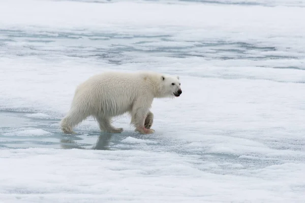 Urso Polar Ursus Maritimus Indo Gelo Pacote Norte Ilha Spitsbergen — Fotografia de Stock