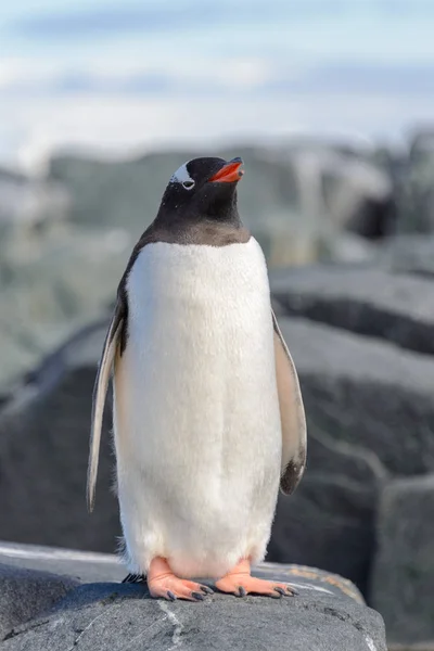 Gentoo Pingouin Sur Roche Antarctique — Photo