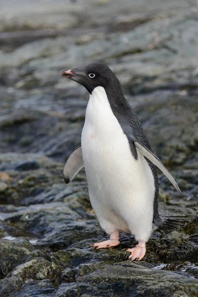 自然の生息地でペンギン — ストック写真