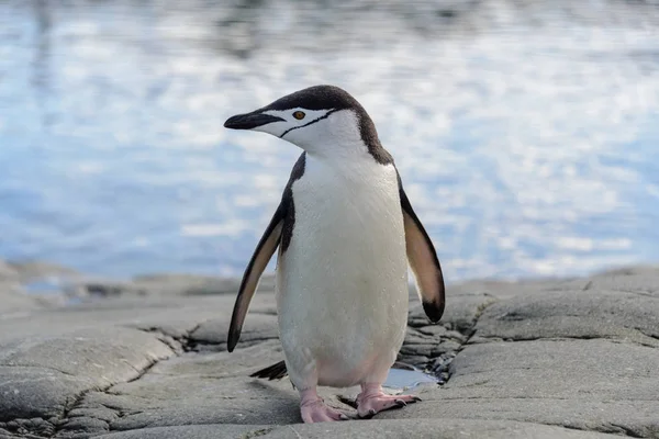 Chinstrap Pingüino Roca Cerca —  Fotos de Stock