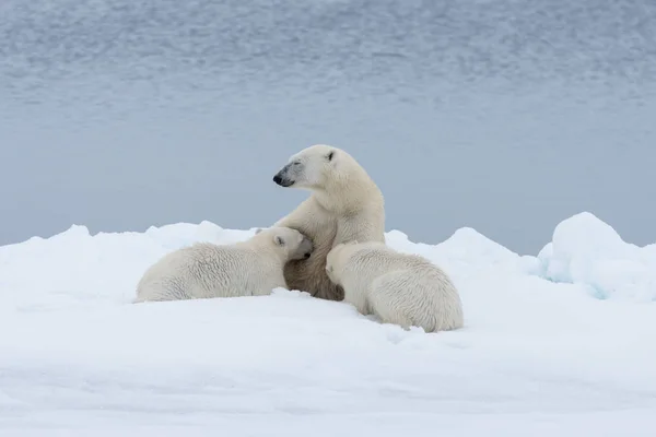在挪威斯瓦尔巴北极以北的冰层上 北极熊妈妈给她的幼崽喂奶 — 图库照片