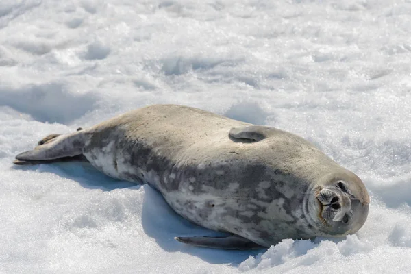 Phoque Léopard Sur Plage Avec Neige Antarctique — Photo