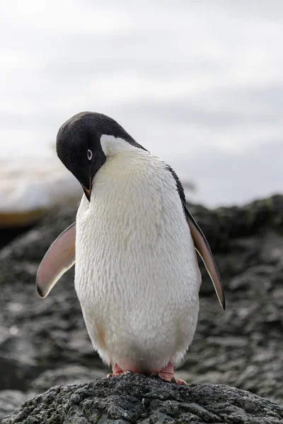 Adéliepinguïn Staande Strand Antarctica — Stockfoto