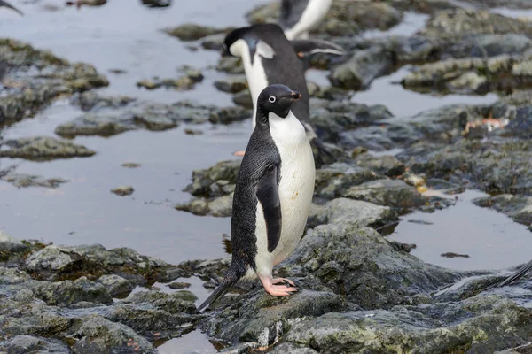 站在南极洲海滩上的阿德利企鹅 — 图库照片