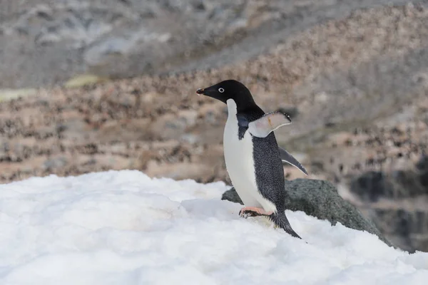 Adelie Pinguino Piedi Sulla Spiaggia Antartide — Foto Stock