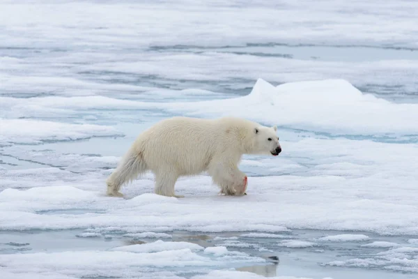 Urso Polar Ursus Maritimus Indo Gelo Pacote Norte Ilha Spitsbergen — Fotografia de Stock