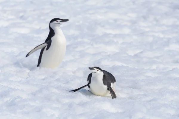 Chinstrap Penguin Creeping Snow — Stock Photo, Image