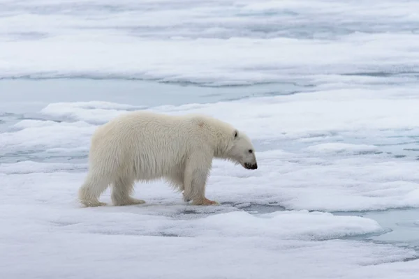 北极熊 Ursus Maritimus 在斯瓦尔巴斯匹次卑尔根岛以北的冰上活动 — 图库照片