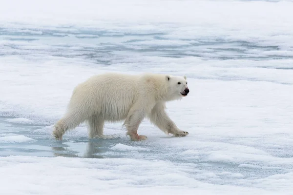 Polar Bear Ursus Maritimus Going Pack Ice North Spitsbergen Island — Stock Photo, Image