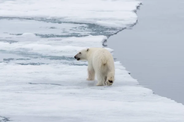 Urso Polar Ursus Maritimus Indo Gelo Pacote Norte Ilha Spitsbergen — Fotografia de Stock