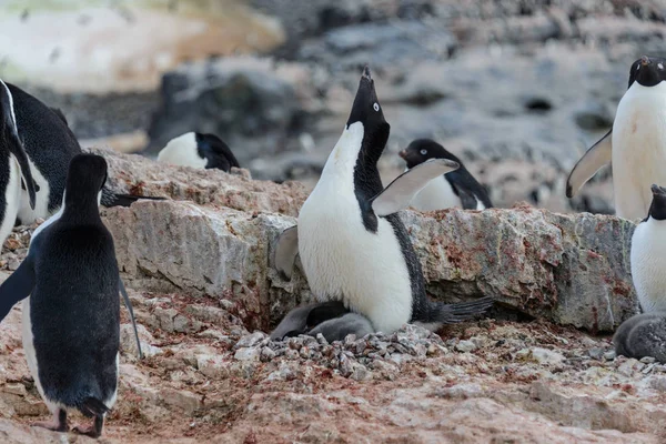 Adéliepinguïn Met Kuikens Nest Antarctica — Stockfoto