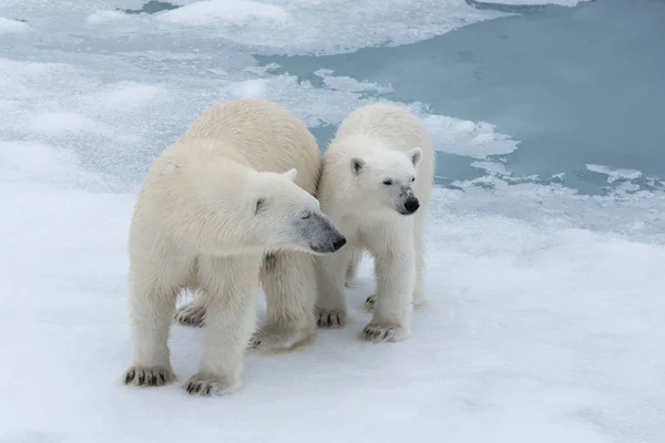 Orso Polare Ursus Maritimus Madre Cucciolo Sul Pack Ice Nord — Foto Stock