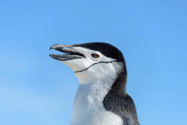 Tučňák Uzdičkový Pláži Antarktidě Zblízka — Stock fotografie