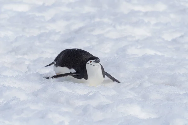 Kinnriemen Pinguin Kriecht Auf Schnee — Stockfoto
