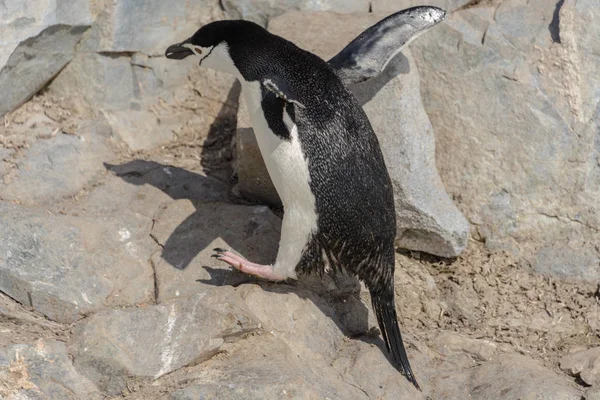 Pinguim Chinstrap Subindo Rocha Antártida — Fotografia de Stock