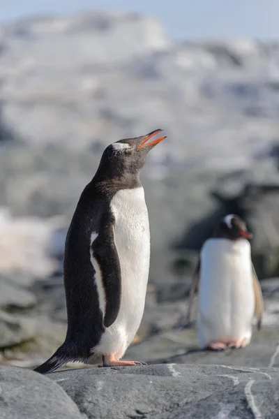 Antarktika Daki Kayada Gentoo Pengueni — Stok fotoğraf