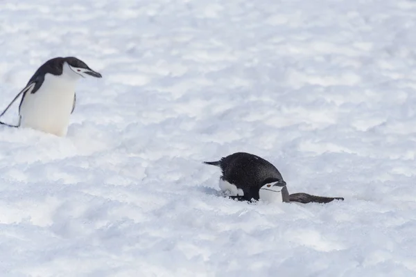 Kinnriemen Pinguin Kriecht Auf Schnee — Stockfoto