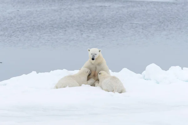 Jegesmedve Anya Etetés Kölykök Jégtáblák Svalbard Sarkvidéki Norvégia Északi — Stock Fotó